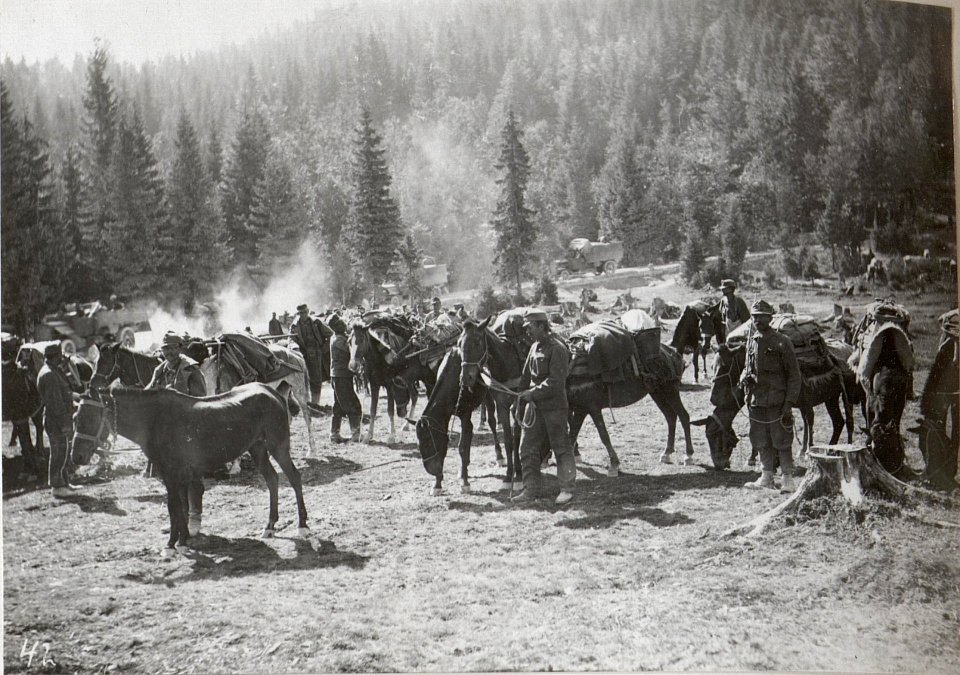 Rast einer Tragtierkolone im Ternovanerwalde. 2.9.17. (BildID 15601898)
