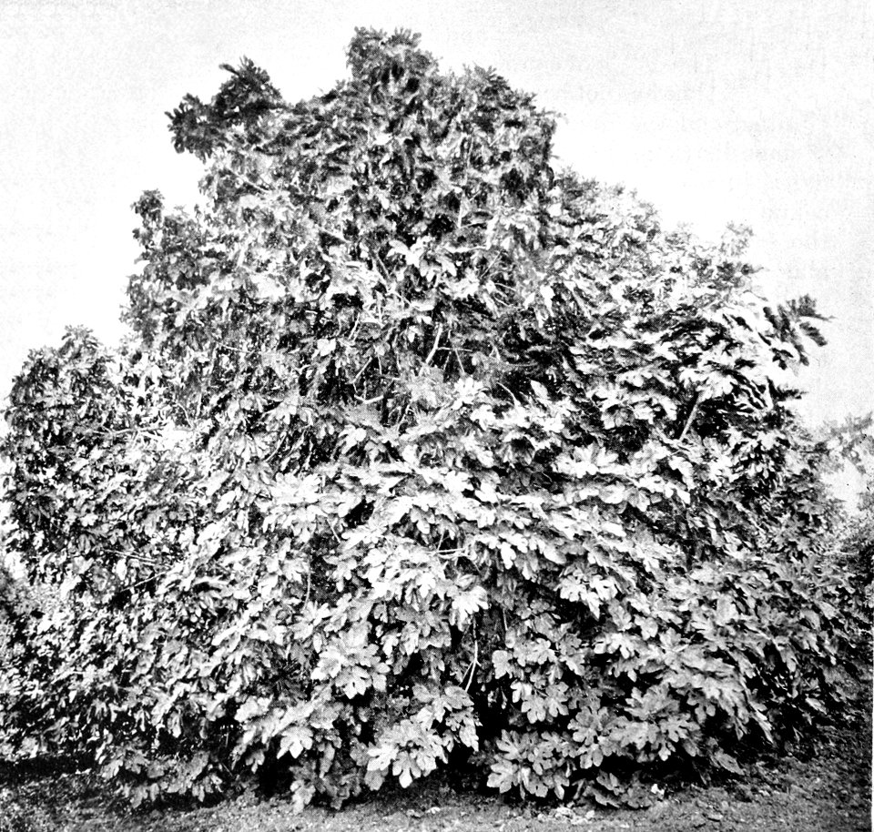 PSM V44 D212 Young fig tree from tejon ranch