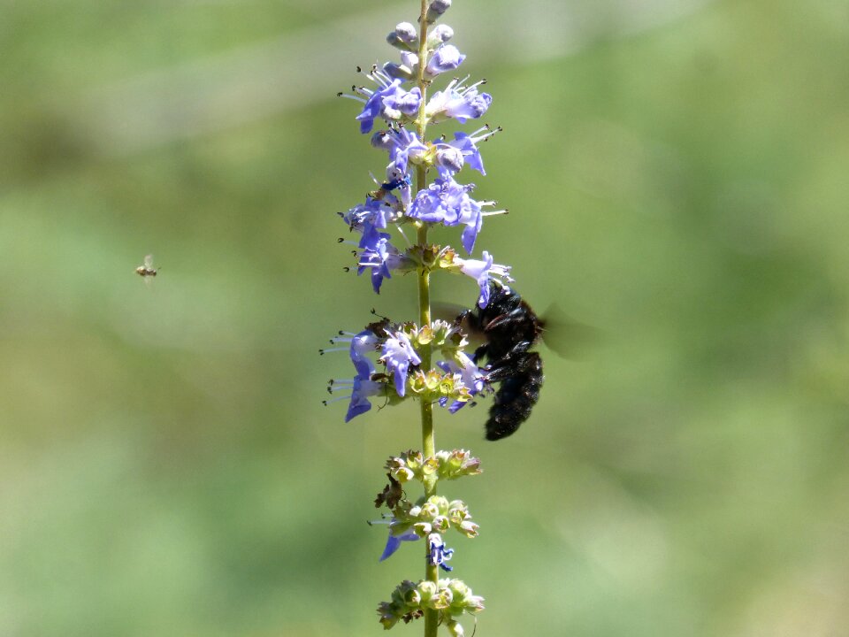 Libar flower xylocopa violacea