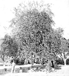 PSM V44 D222 Vacaville pear tree