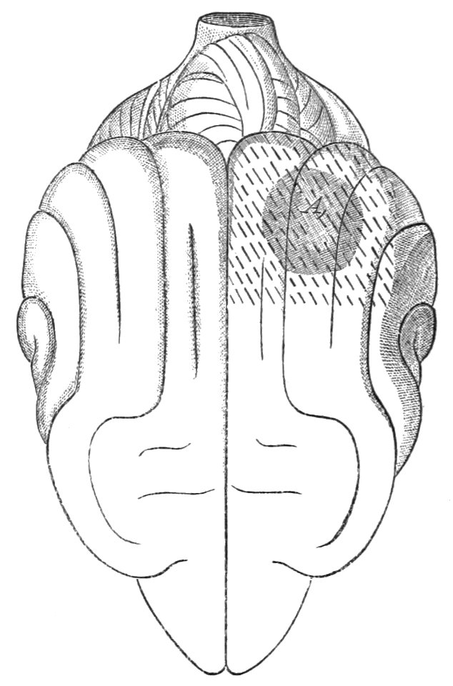 PSM V37 D539 Area controlling social attachment and emotion of fear