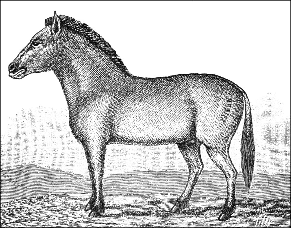 PSM V37 D646 Dzungarian wild horse