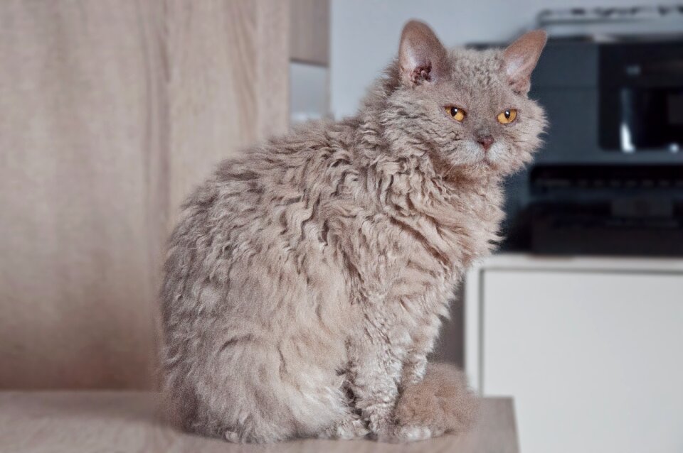 Selkirk rex sheep cat lilac