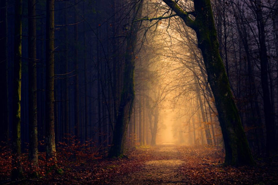 Tree darkness secret