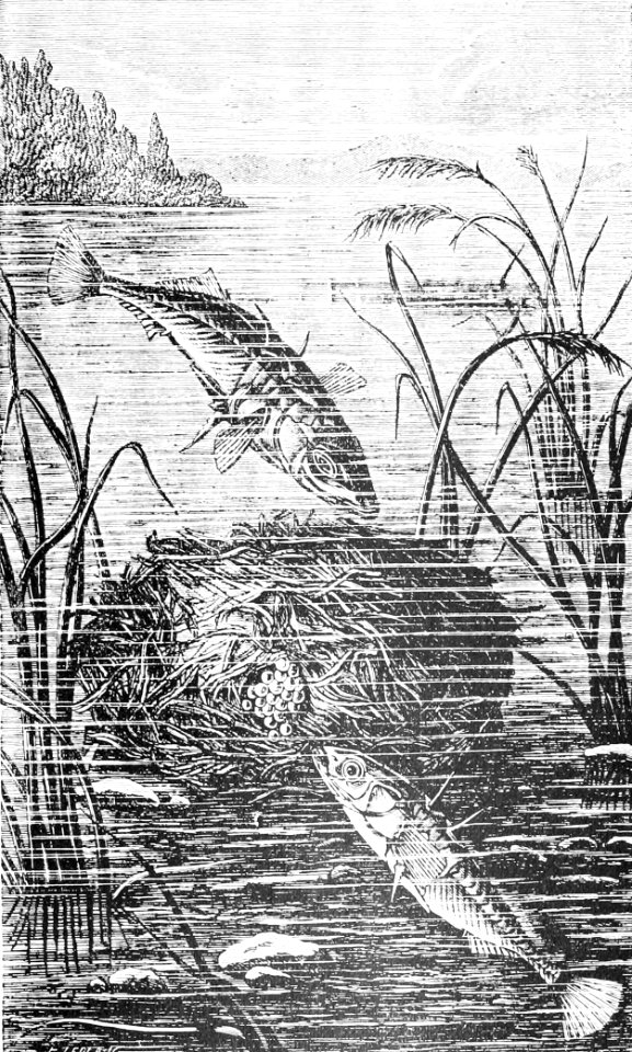 PSM V44 D615 The stickleback and its nest