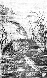 PSM V44 D615 The stickleback and its nest