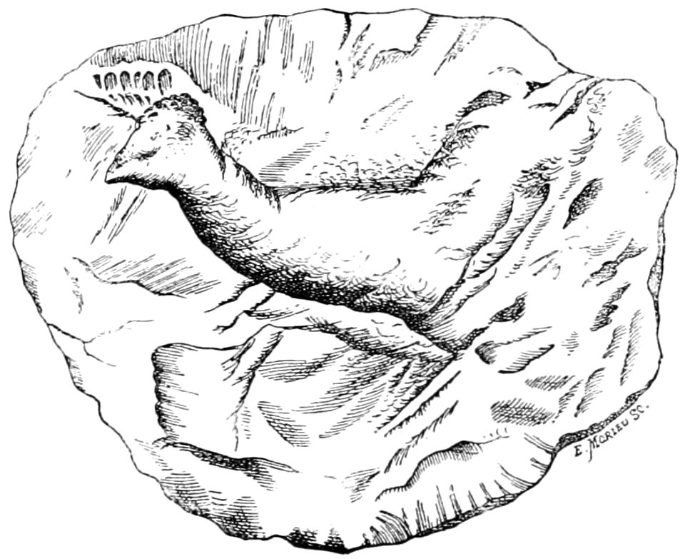 PSM V41 D095 Fractured stone giving the appearance of a feathered fowl