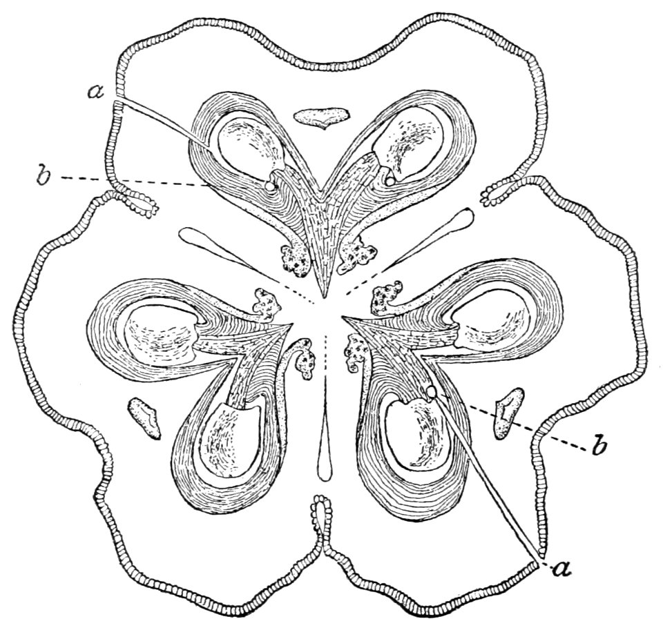 PSM V41 D190 Transverse section of yucca pistil
