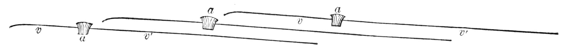 PSM V44 D763 Longitudinal section of the wing plane and cross section of three feathers