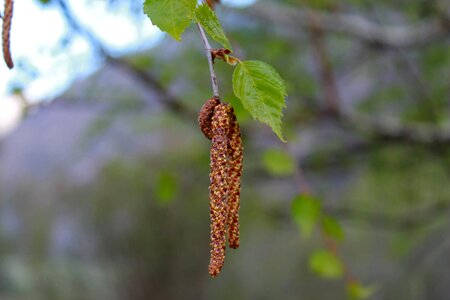 Birch birch catkins spring