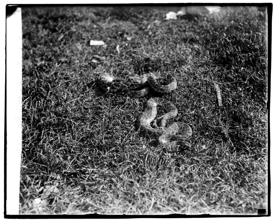 Rattlesnakes LCCN2016828878