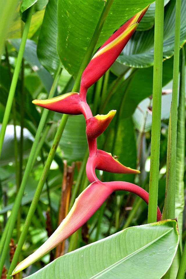 Lobster scissors thailand nature