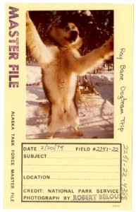 Ray Bane dog team trip (33550458975)