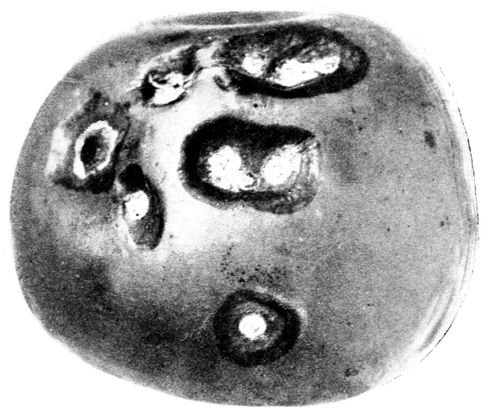 PSM V43 D089 Apple mold following apple scab
