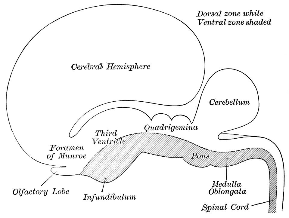 PSM V43 D388 Brain and spinal cord