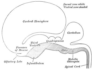 PSM V43 D388 Brain and spinal cord