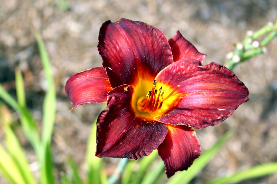Daylilies nature summer