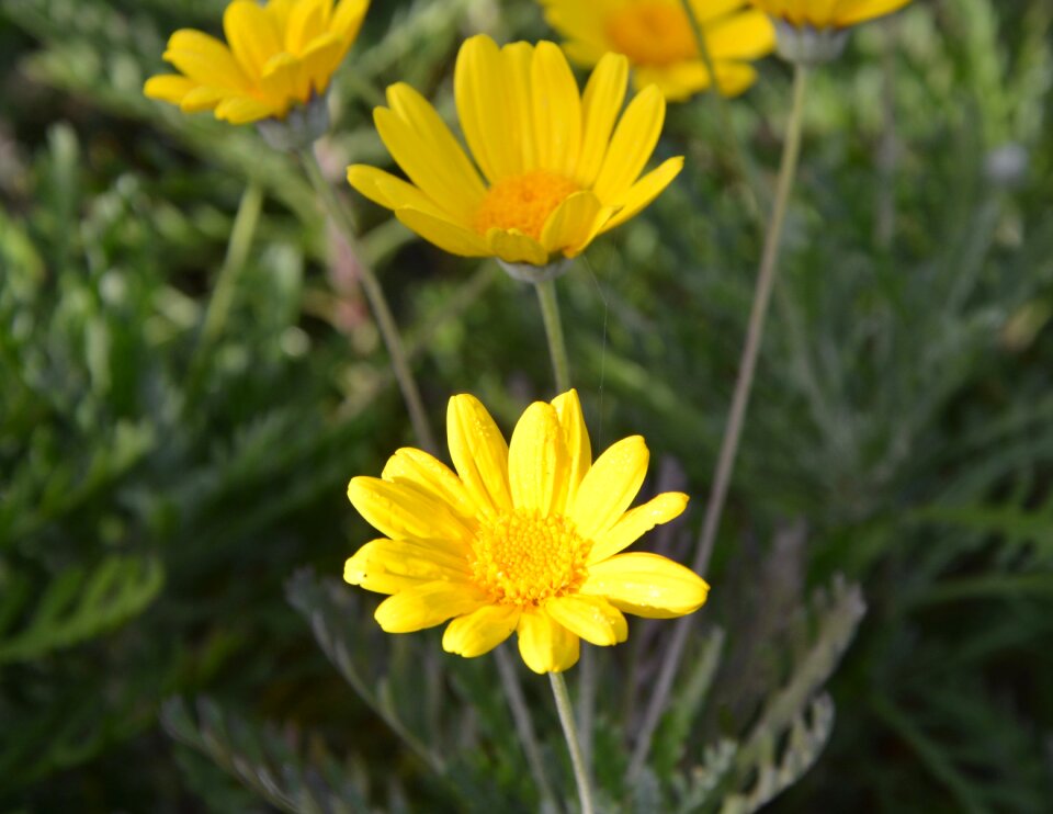 Nature bouquet stamen