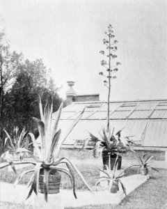 PSM V43 D810 Agave americana in the foreground and agave salmiana