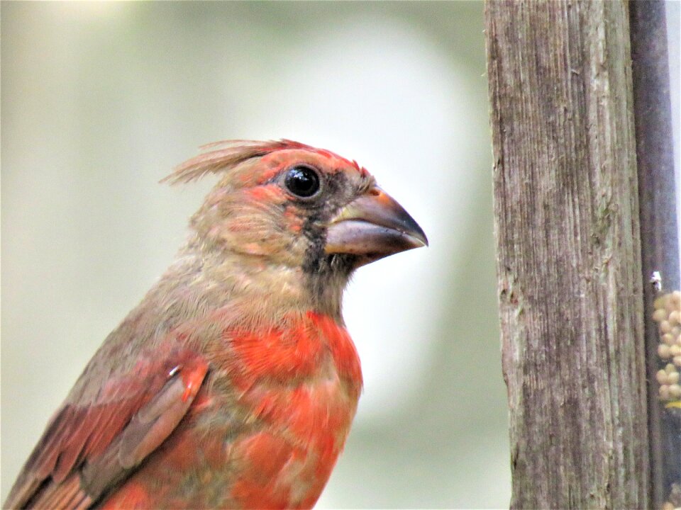Bird up close wildlife