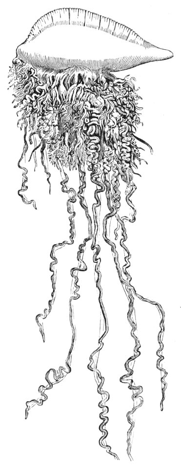 PSM V44 D079 Portuguese man of war