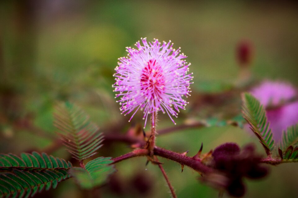 Plant blossom outdoor