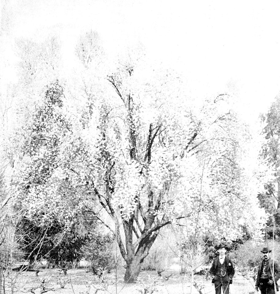 PSM V44 D215 Almond tree in february at rancho chico