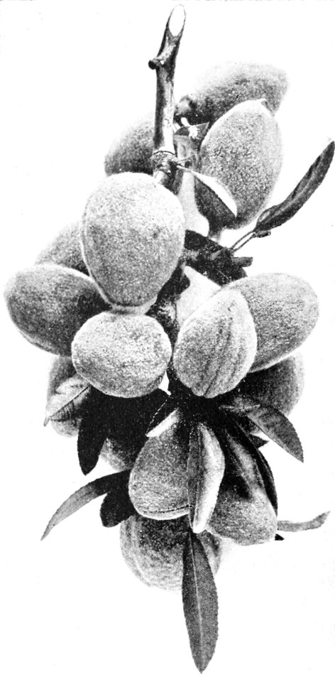 PSM V44 D226 Almond bough in july