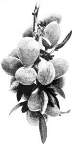 PSM V44 D226 Almond bough in july