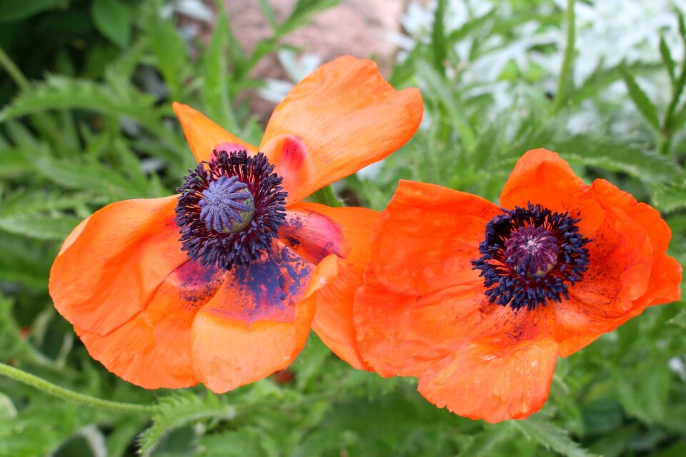 Red full bloom garden