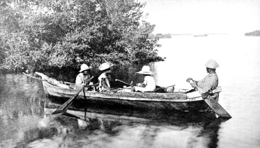PSM V44 D470 Mangroves and native fishing boat in jamaica