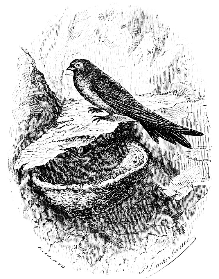PSM V44 D618 The swallow with an edible bird nest