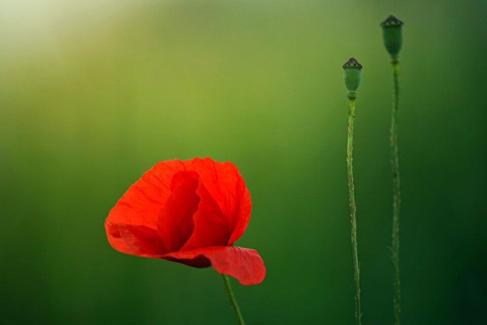 Poppy summer bright
