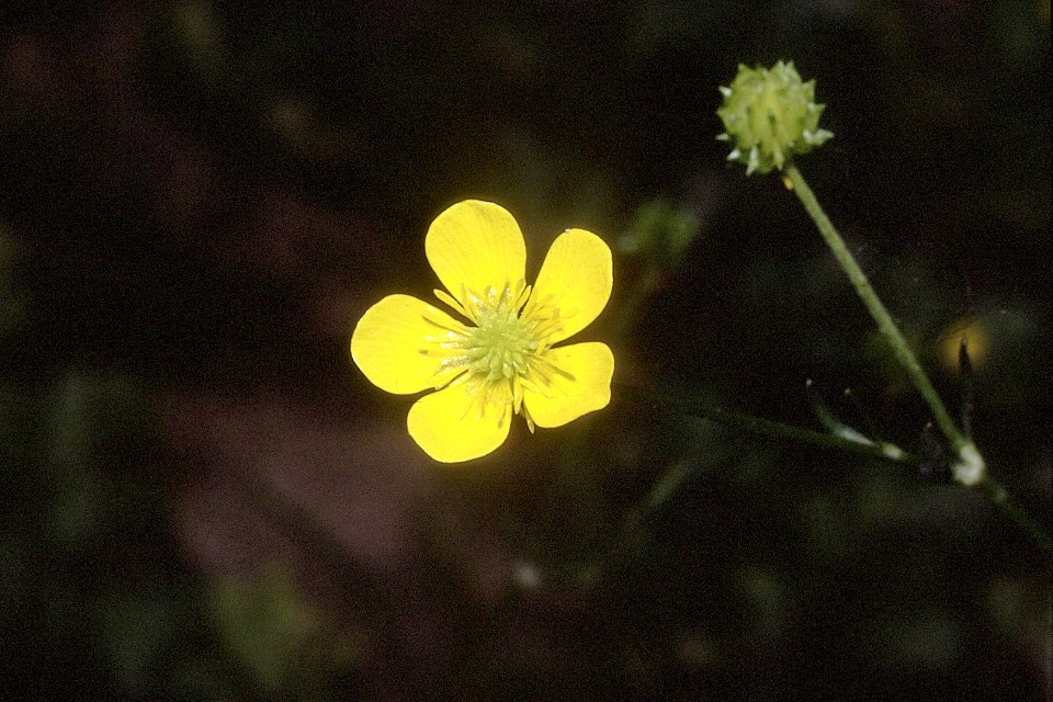 Ranunculus hispidus var nitidus NRCS-2