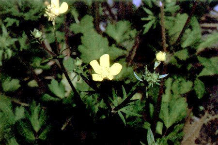 Ranunculus repens NRCS-1