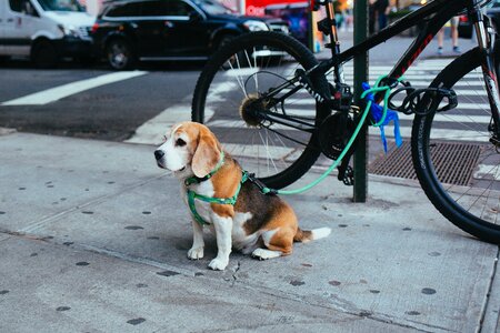 Cute leash pet photo