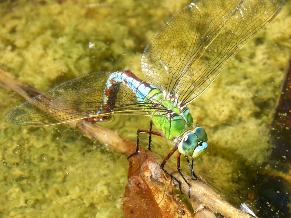 Wetland branch espiadimonis detail