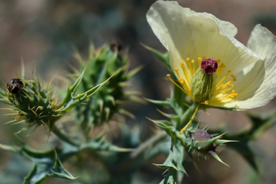 Exotic tropical spikes