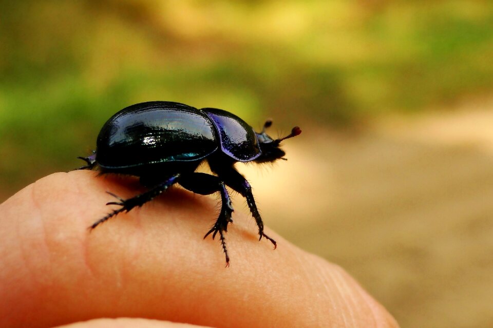 A little animals insect