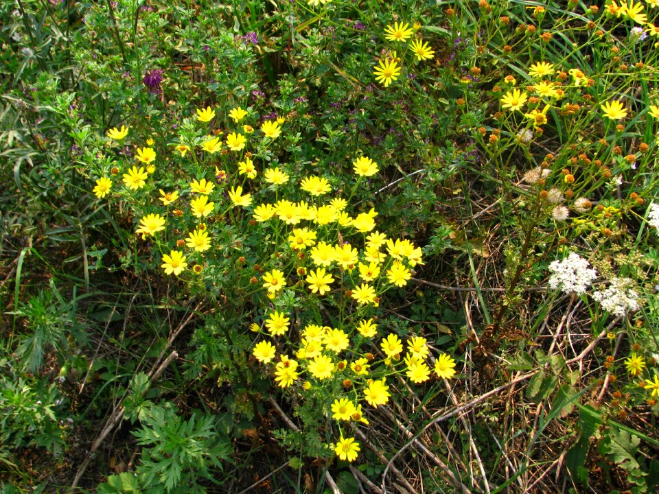 Lawn meadow flowers of the field