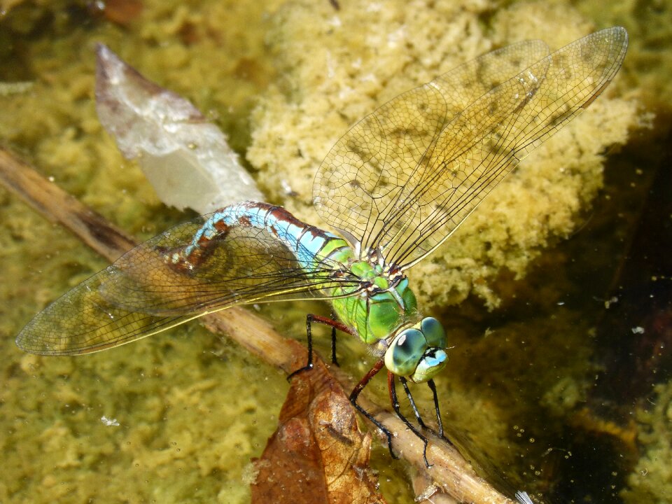 Wetland branch espiadimonis detail