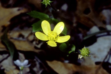 Ranunculus hispidus NRCS-1
