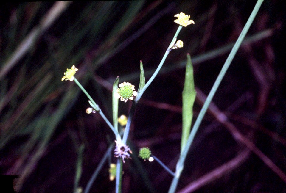Ranunculus pusillus NRCS-1