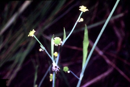 Ranunculus pusillus NRCS-1