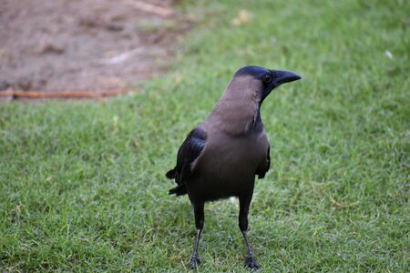 Corvus greynecked green house