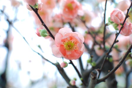 Sakura flowers cherry blossom photo
