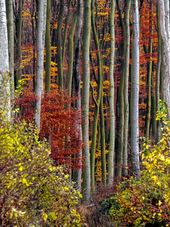 In the autumn forest leaves