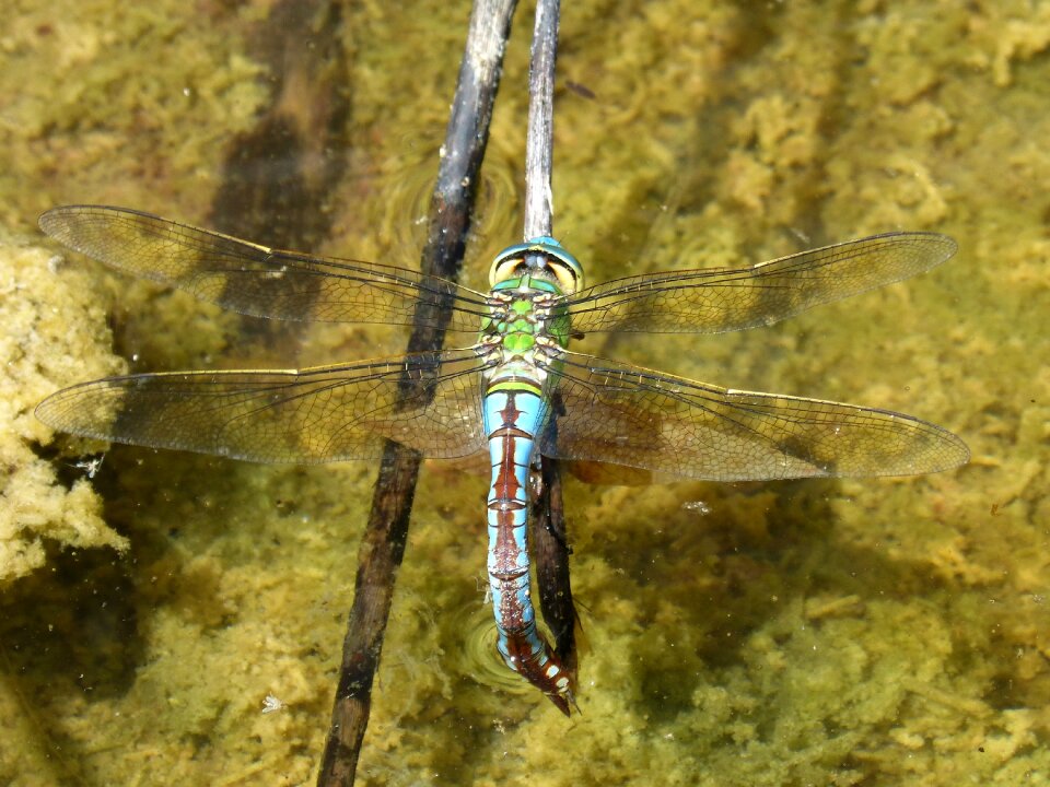 Wetland branch espiadimonis detail