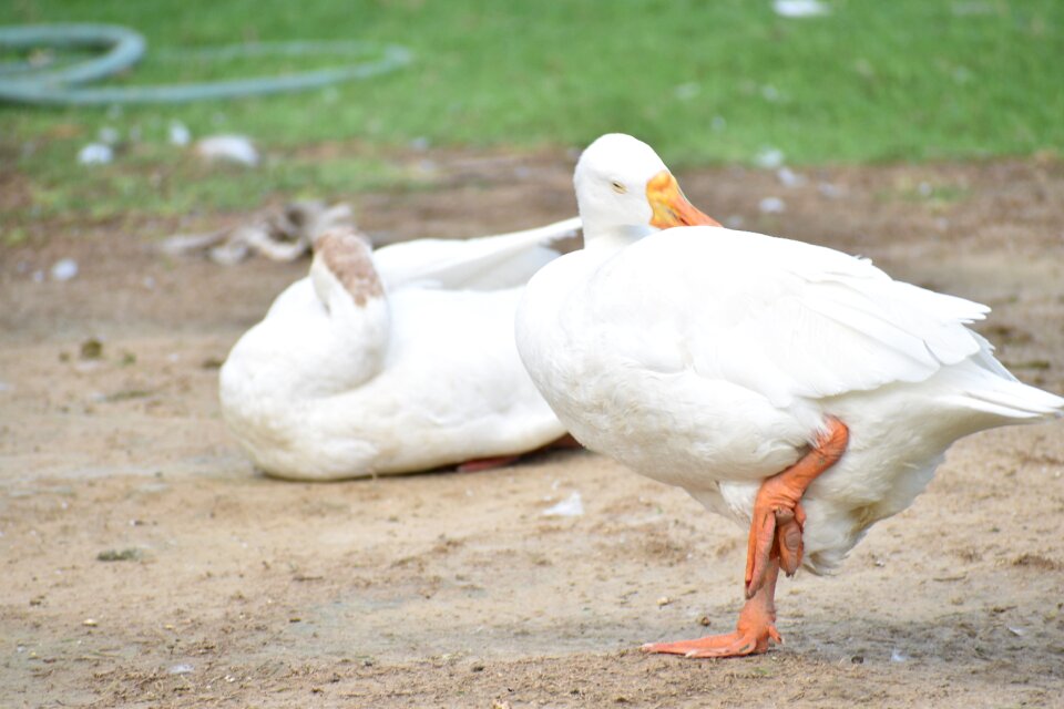 Indian runner duck perched one leg standing
