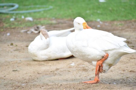 Indian runner duck perched one leg standing photo
